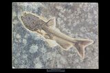Rare, Fossil Catfish (Site Closed) - Green River Formation #93161-1